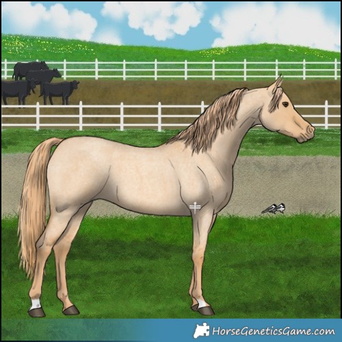 Horse Color:Red Dun Roan 
