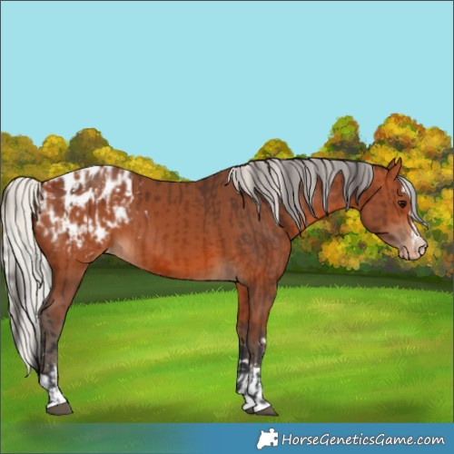 Horse Color:Bay Blanket and Silver Bay Blanket