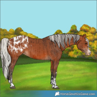 Horse Color:Bay Blanket and Silver Bay Blanket