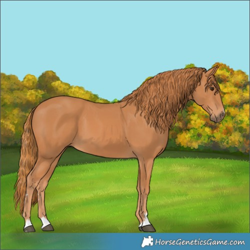 Horse Color:Chestnut 