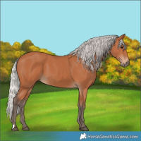 Horse Color:Silver Bay 
