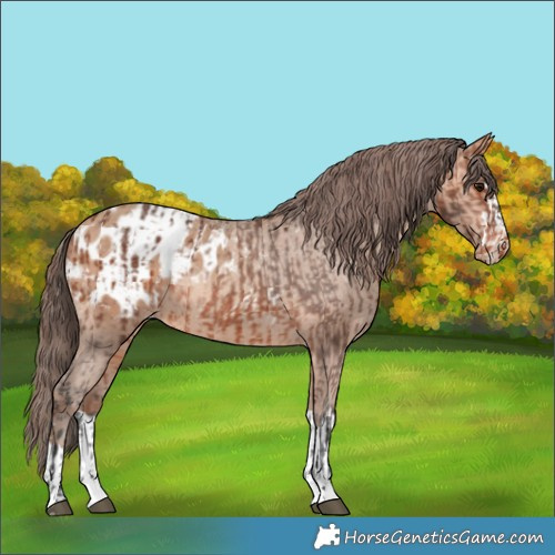 Horse Color:Bay Appaloosa and Amber Champagne Appaloosa