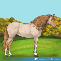 Horse Color:Red Roan Tobiano 