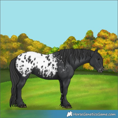 Horse Color:Black Appaloosa Rabicano