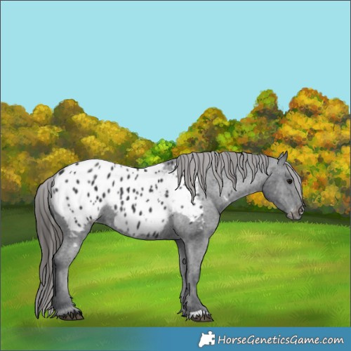 Horse Color:Black Appaloosa Rabicano