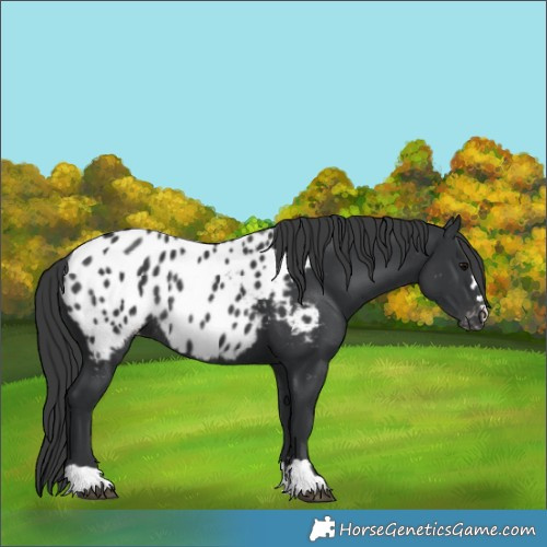 Horse Color:Black Appaloosa Rabicano