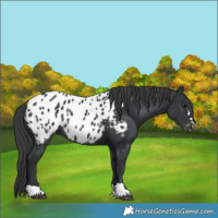 Horse Color:Black Near Leopard Rabicano 