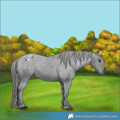 Horse Color:Black Appaloosa Rabicano 