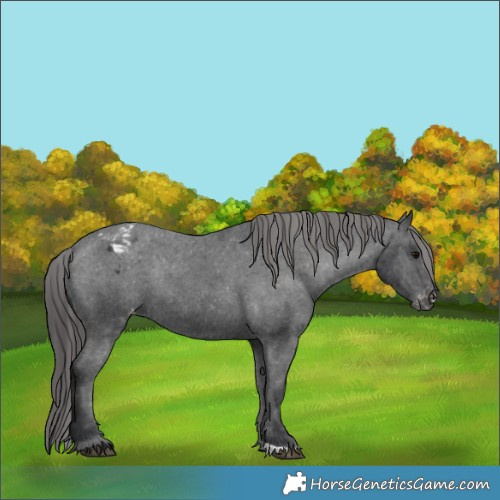 Horse Color:Black Appaloosa Rabicano