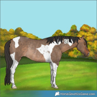 Horse Color:Bay Dun Tobiano Rabicano 
