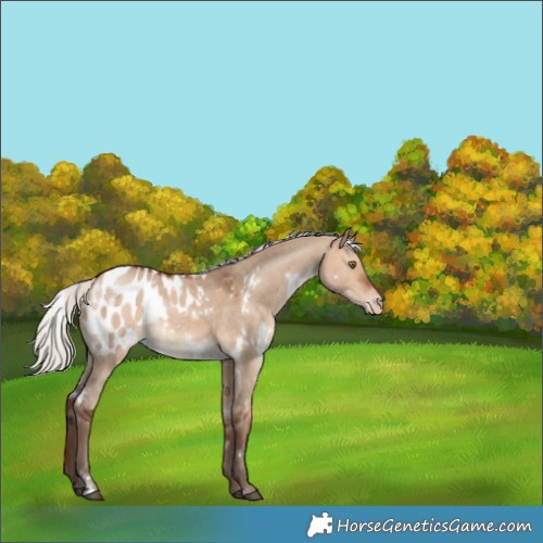 Horse Color:White Spotted Silver Bay Dun Blanket Rabicano 