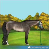 Horse Color:Gray Brown Dun Rabicano 