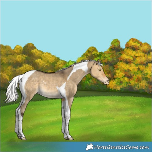 Horse Color:Silver Buckskin Dun Tobiano Varnish Rabicano 