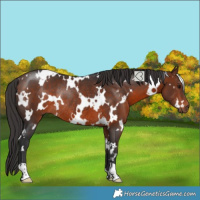 Horse Color:White Spotted Bay Rabicano