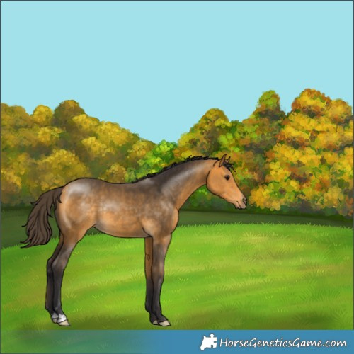 Horse Color:Buckskin Rabicano 