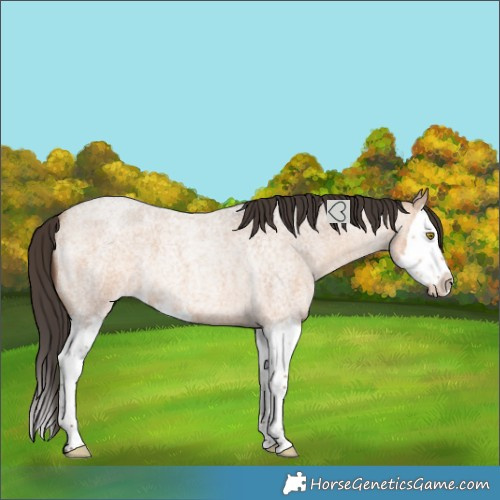 Horse Color:Amber Champagne Roan Splash 
