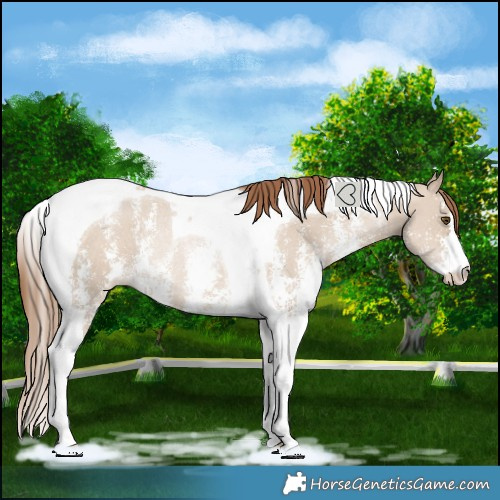 Horse Color:Grullo Pearl Sabino Tobiano Varnish Rabicano 