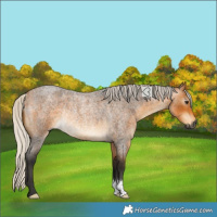 Horse Color:Gray Silver Buckskin Roan Rabicano 
