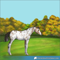 Horse Color:Gray White Spotted Bay Dun Sabino Appaloosa Rabicano 