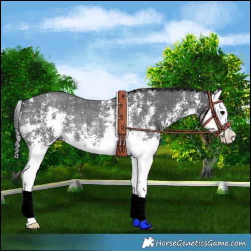 Horse Color:Black Sabino Splash Rabicano 