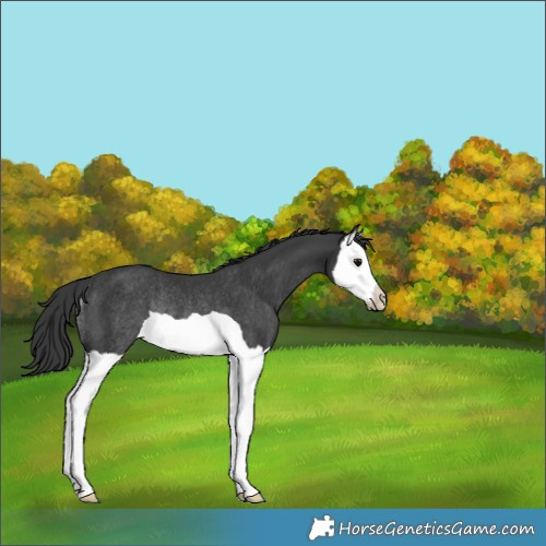 Horse Color:Black Splash Rabicano 