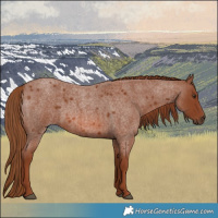 Horse Color:Red Roan 