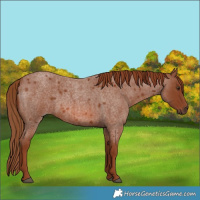 Horse Color:Red Roan 