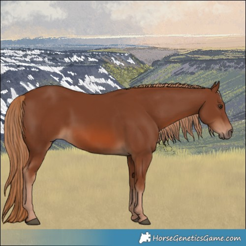 Horse Color:Chestnut 