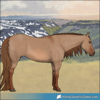 Horse Color:Red Dun