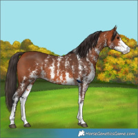 Horse Color:Bay Sabino 