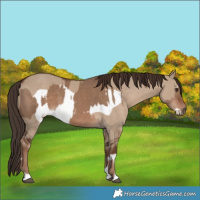 Horse Color:Liver Red Dun  and Liver Red Dun Frame 