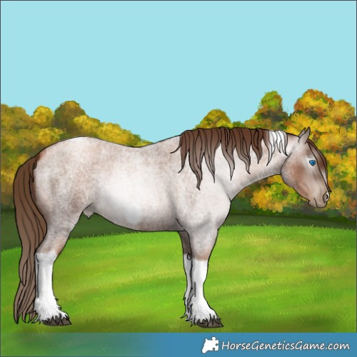Horse Color:Gray Liver Red Roan Pearl Tobiano Frame 
