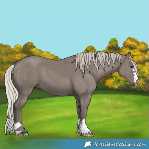 Horse Color:Silver Grullo 