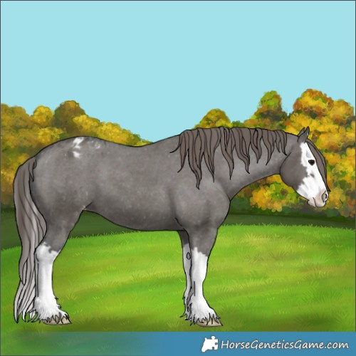 Horse Color:Grullo Splash Varnish 