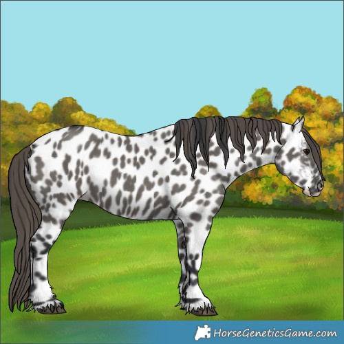 Horse Color:Grullo Leopard