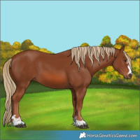 Horse Color:Unknown 