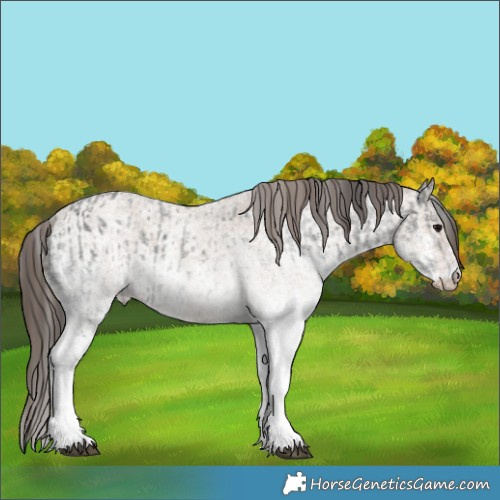 Horse Color:White Spotted Blue Roan Rabicano  and White Spotted Classic Champagne Roan Rabicano 