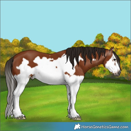 Horse Color:Gray Bay Splash Frame 