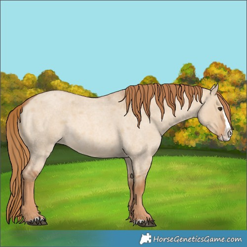 Horse Color:Red Dun Roan Splash 
