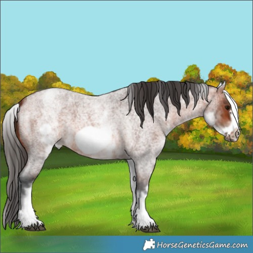 Horse Color:White Spotted Bay Roan Frame