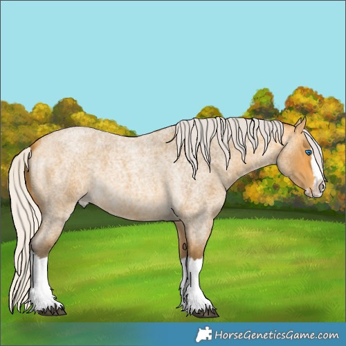 Horse Color:Silver Buckskin Roan Splash