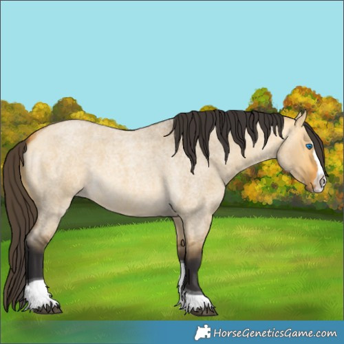 Horse Color:Buckskin Roan Dun Splash Tobiano 