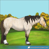 Horse Color:Buckskin Roan Dun Splash Tobiano