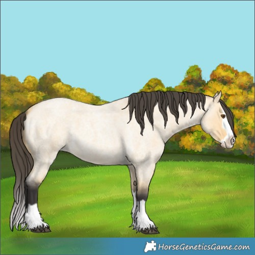 Horse Color:Buckskin Roan Dun Splash 