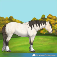 Horse Color:Buckskin Roan Dun Splash