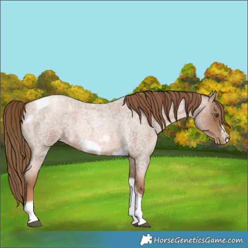 Horse Color:Liver Red Roan Pearl Tobiano Frame 