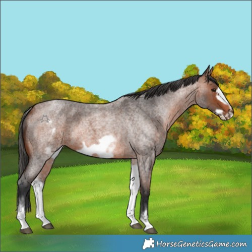 Horse Color:White Spotted Bay Roan Frame 
