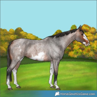Horse Color:White Spotted Bay Roan Frame 