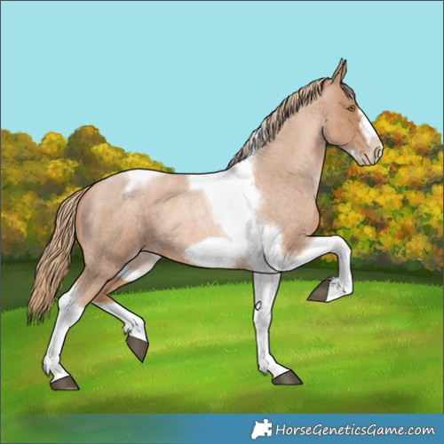 Horse Color:Red Roan Pearl Tobiano Frame 