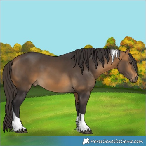 Horse Color:Buckskin Tobiano